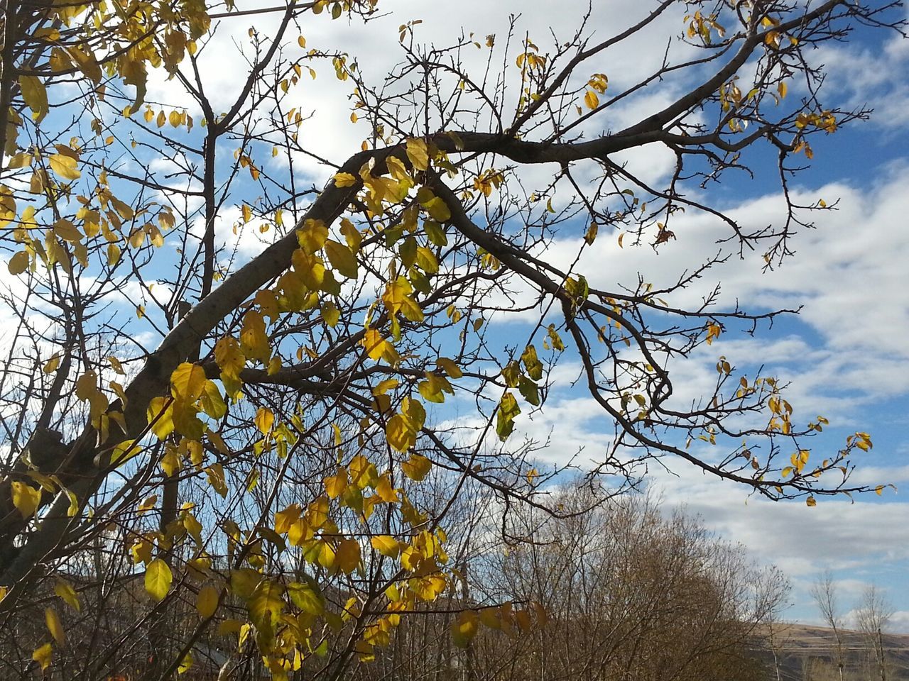 tree, low angle view, branch, sky, growth, yellow, nature, beauty in nature, day, leaf, autumn, outdoors, built structure, no people, cloud - sky, tranquility, building exterior, cloud, architecture, bare tree