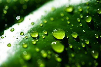 Close-up of raindrops on green leaves