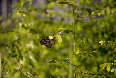 Butterfly on flower