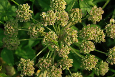 Close-up of plant
