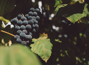 Close-up of grapes growing in vineyard