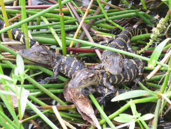 High angle view of lizard on land