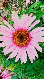 Close-up of pink flower