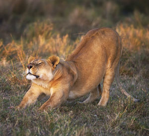 Full length of a cat on field