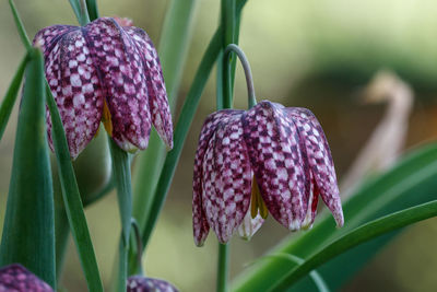 Close-up of purple flowering plant