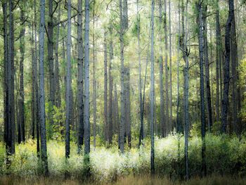 Trees in forest