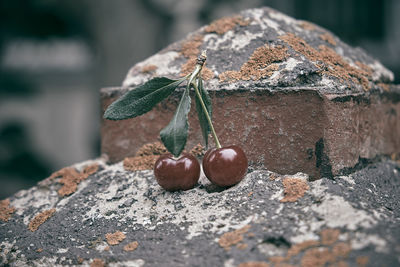 Close-up of fruit on rock