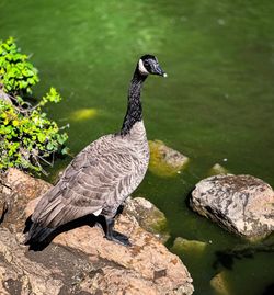 Duck on rock by lake