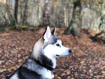 Close-up of dog on tree