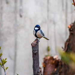 Close-up of bird perching on a tree