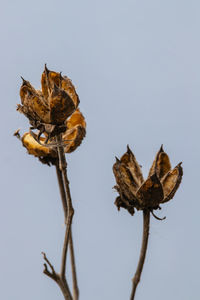 Low angle view of plant against clear sky