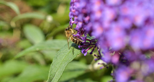 Close-up of bee on purple flower