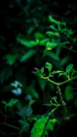 Close-up of fresh green plant