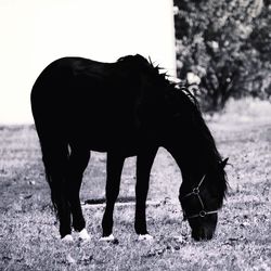 Horse standing on field against sky