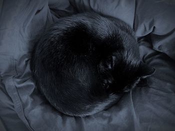 Close-up of dog sleeping on bed at home