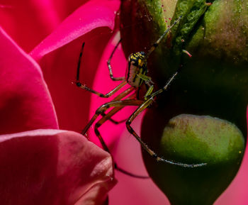 Close-up of insect on fruit