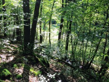 View of trees in forest