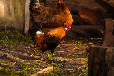 Rooster on field