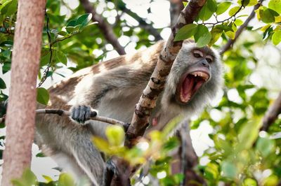 Low angle view of monkey on tree