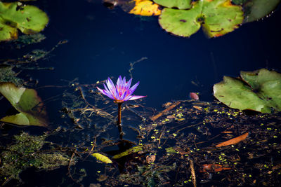 High angle view of flowering plant floating on water