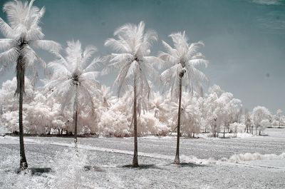 Trees on field against sky