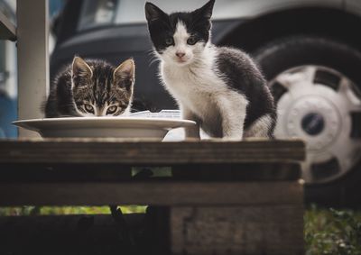 Portrait of kittens feeding on table against car