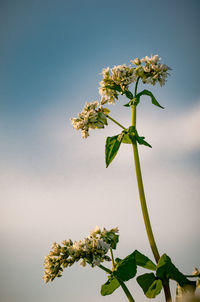 Low angle view of flowering plant against sky