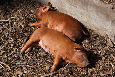 High angle view of two horses