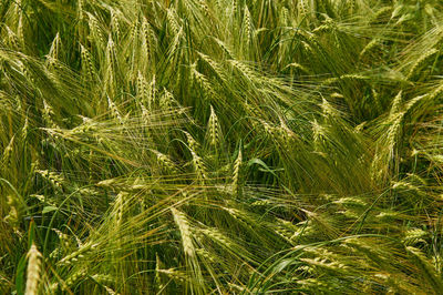 Full frame shot of wheat field