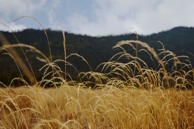 Scenic view of wheat field against sky