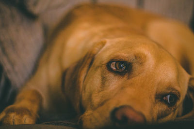 Close-up portrait of a dog