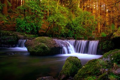 Scenic view of waterfall in forest