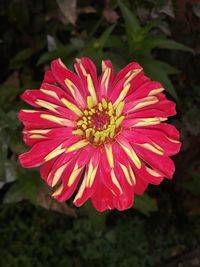 Close-up of red flower blooming outdoors