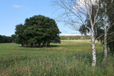 Trees on field against sky