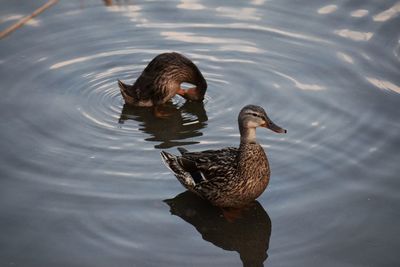 Duck swimming in lake