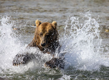 Brown bear jumps into river to catch a king salmon