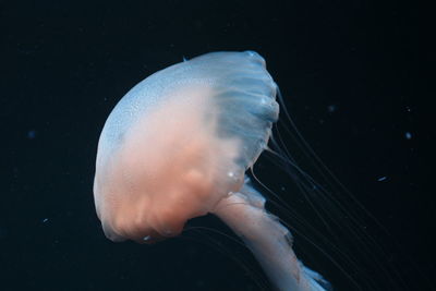 Close-up of jellyfish swimming in sea