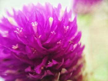 Close-up of water drops on purple flower