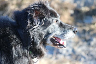 Close-up of black dog