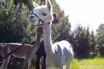 Domestic white creamy alpaca walking in sunny spring or summer day in park, forest. horizontal plane