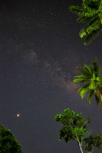 Trees against sky at night