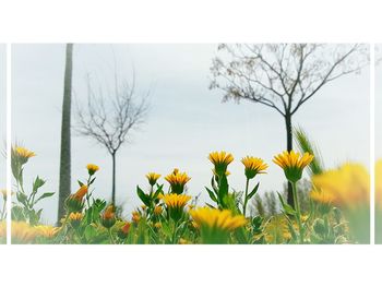 Close-up of flowers against sky