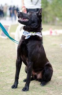 Close-up of dog sitting on field