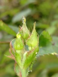 Close-up of plant