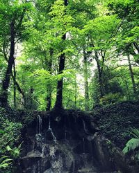 View of trees in forest