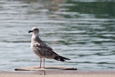 Close-up of seagull perching on a wall