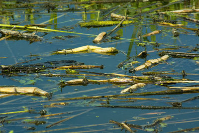 High angle view of floating on lake