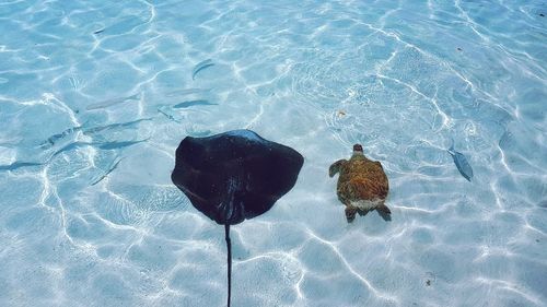 High angle view of crab swimming in pool