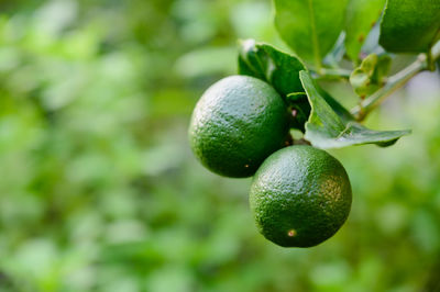 Close-up of fruits on tree