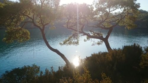 Trees by lake in forest against sky